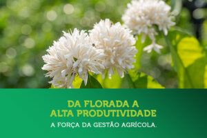 Da florada a alta produtividade – A força da gestão agrícola