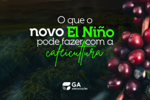 O que o novo El Niño pode fazer com a cafeicultura